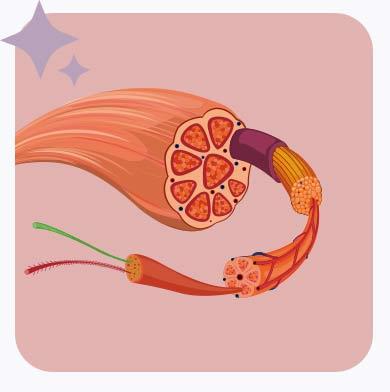 O que são as fibras musculares?